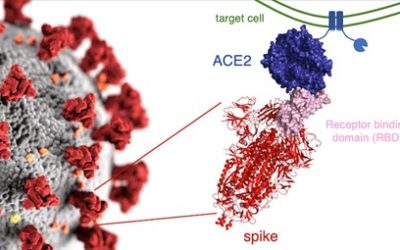 POURQUOI la protéine Spike est-elle toxique dans le COVID-19 et dans les vaccins covid ARNm et ADN ?